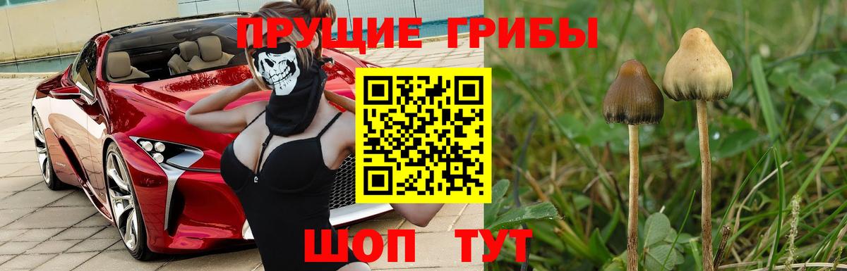 Майкоп  Галлюциногенные грибы Psilocybine cubensis  Вход с VPN  Галлюциногенные грибы Cubensis 